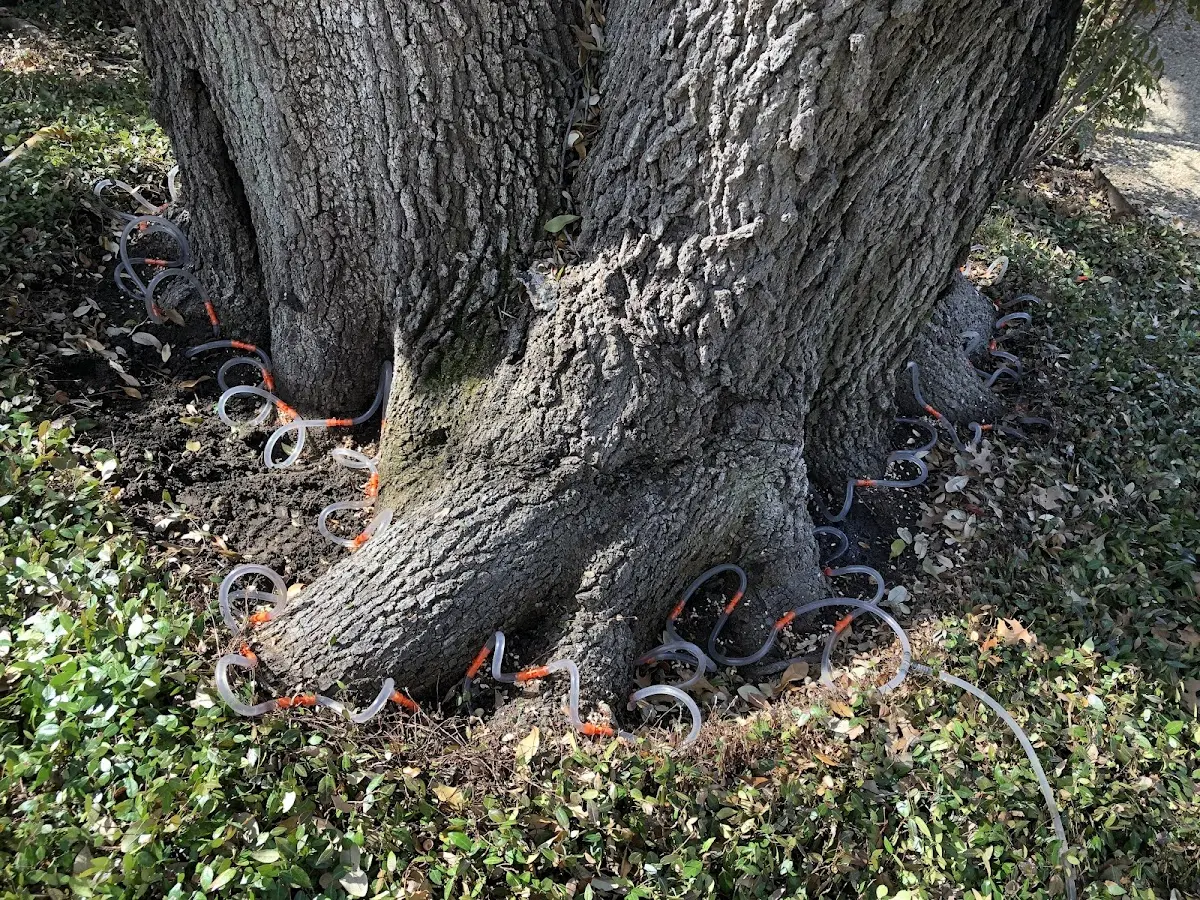 Detailed Tree Cabling and Bracing job site in Vassar